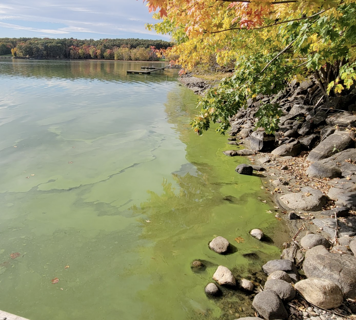 Algal blooms on Androscoggin Lake.